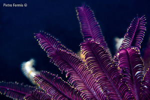 Baroque
Purple Crinoids, Suvadiva, Maldives by Pietro Formis 